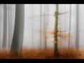 128 - FOREST IMPRESSION - NGUYEN VIET THANH - germany